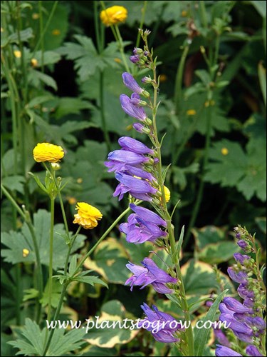Penstemon strictus growing with some yellow Ranunculus.